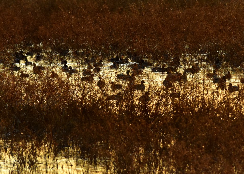 Waterfowl on LaCreek National Wildlife Refuge