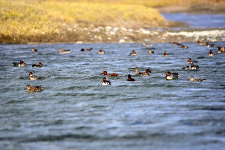 Green-winged teal on Seedskadee National Wildlife Refuge photo