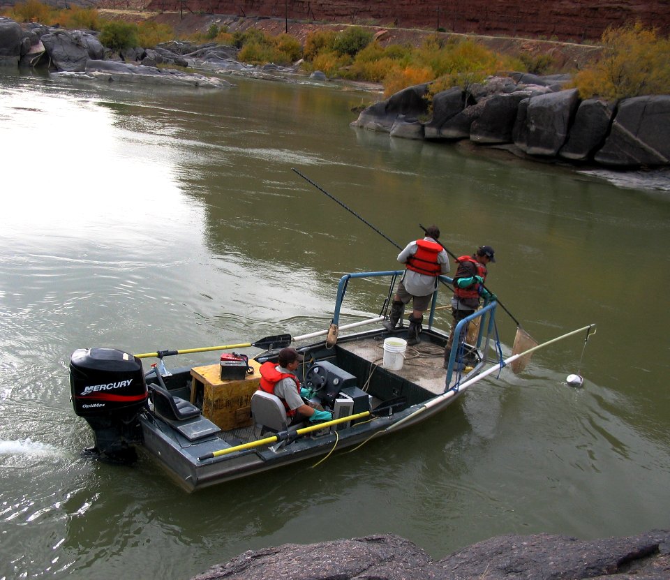 Electrofishing Black Rocks for endangered humpback chub