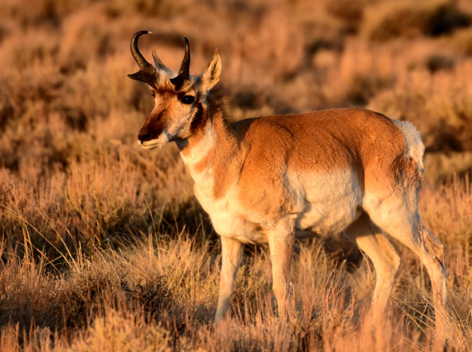 Pronghorn at Seedskadee National Wildlife Refuge