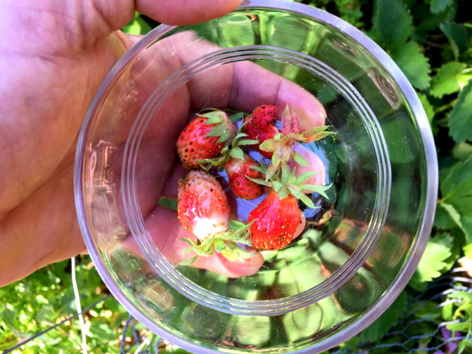 First Strawberries
