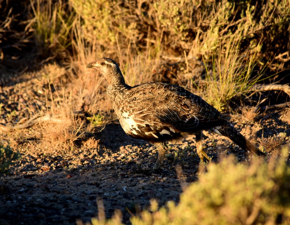Greater sage-grouse on Seedskadee National Wildlife Refuge