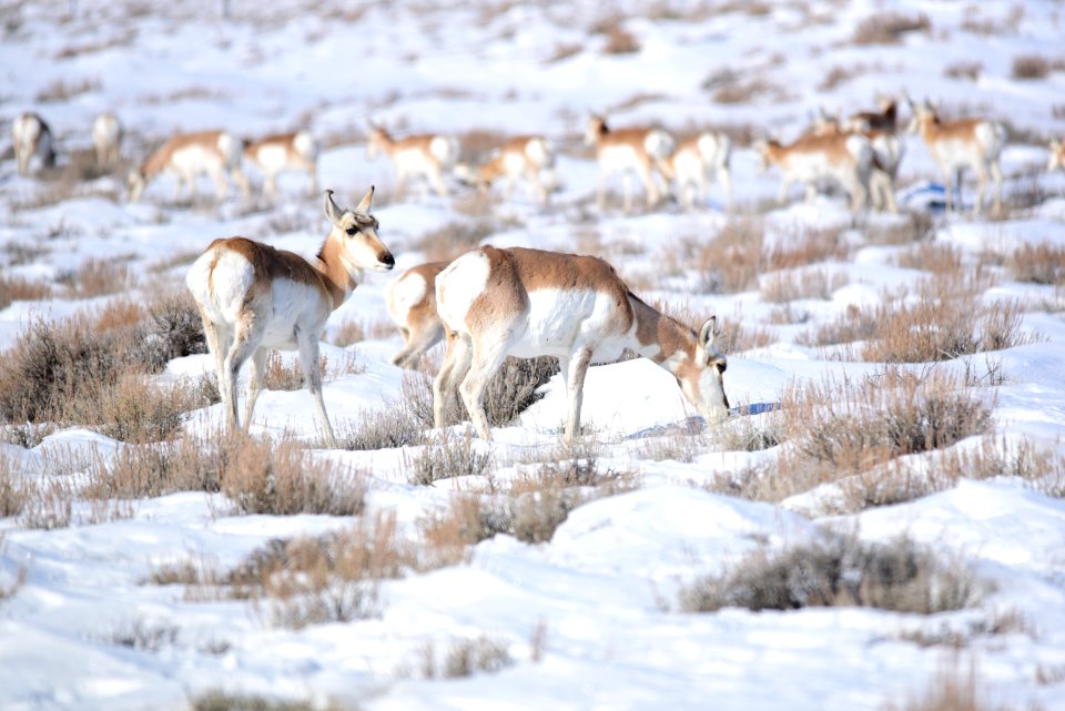 Pronghorn at Seedskadee National Wildlife Refuge