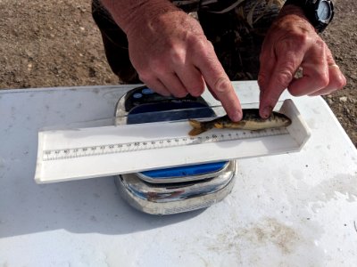 Measuring fish photo