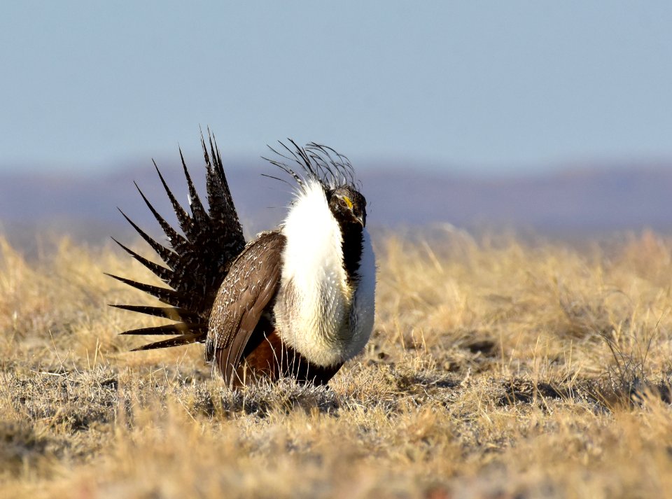 Greater sage-grouse near Seedskadee National Wildlife Refuge