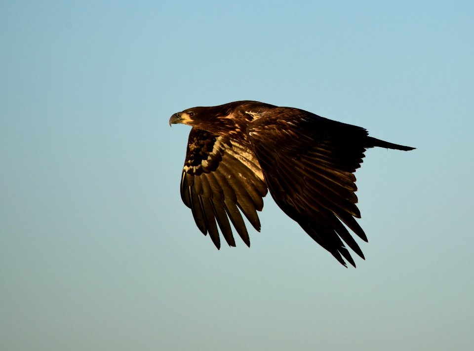 Bald eagle at Seedskadee National Wildlife Refuge