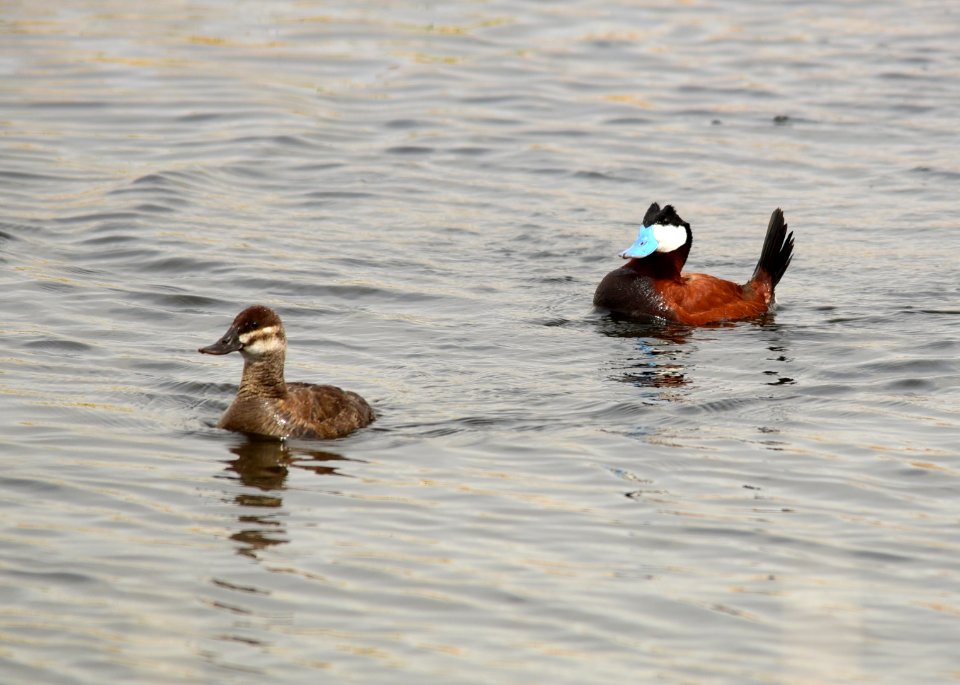 Ruddy duck at Seedskadee National Wildlife Refuge