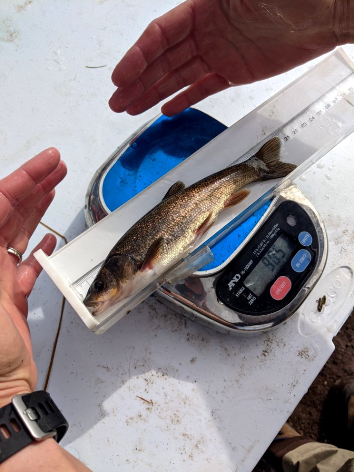 Rio Grande Chub
