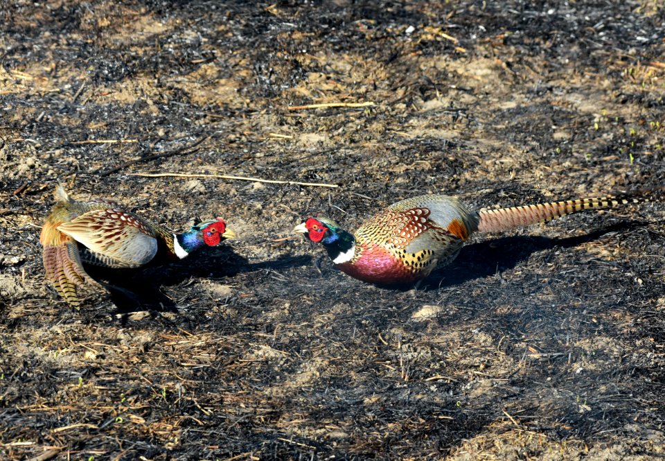 Ring-necked pheasant at LaCreek National Wildlife Refuge