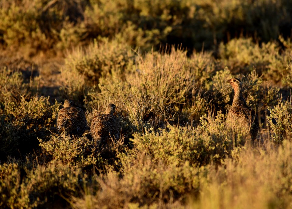 Greater sage-grouse at Seedskadee National Wildlife Refuge