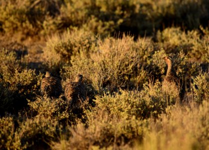 Greater sage-grouse at Seedskadee National Wildlife Refuge