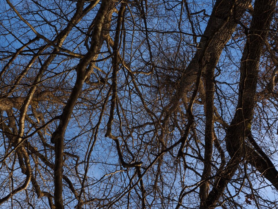 Branches aste canopy