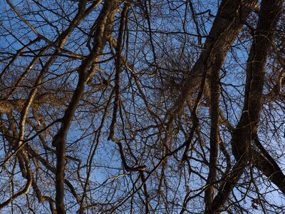 Branches aste canopy