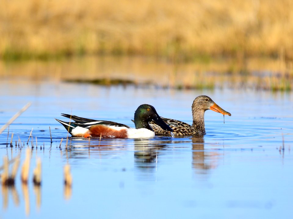 Northern shoveler on Seedskadee National Wildlife Refuge