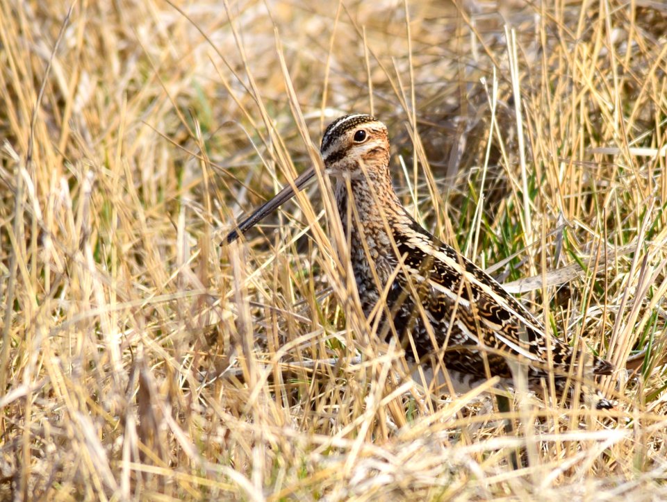 Wilson's snipe at Seedskadee National Wildlife Refuge