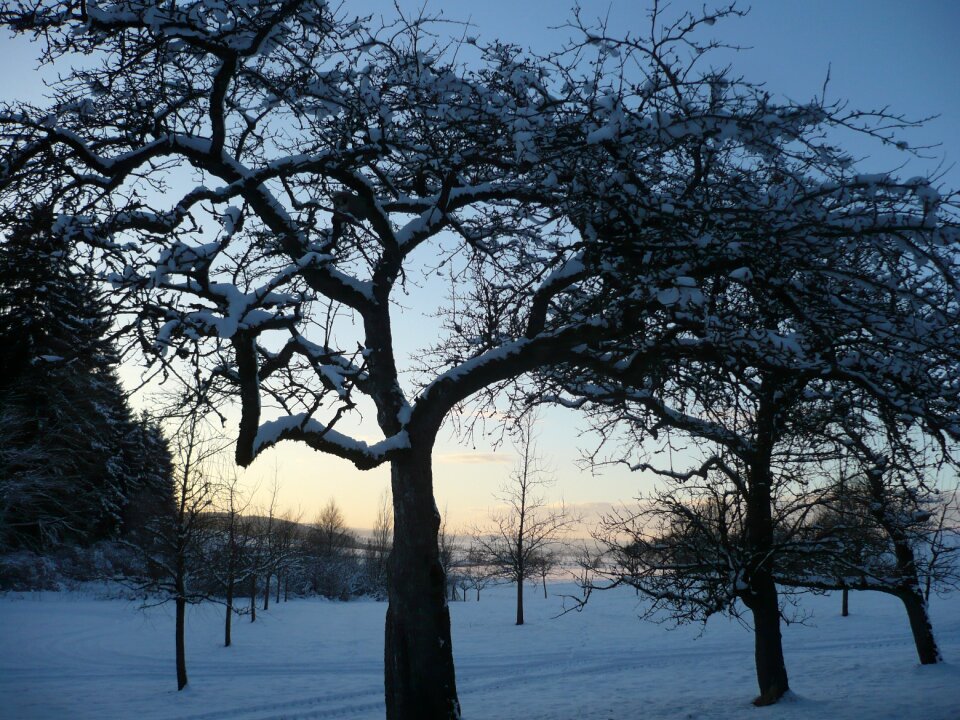 Winter snow fruit tree