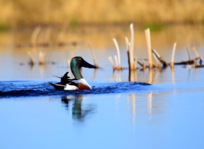 Northern shoveler on Seedskadee National Wildlife Refuge