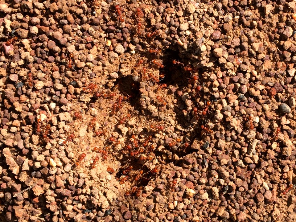 Unhappy Ants