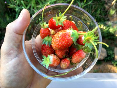 One of the Better Strawberry Picks Ever