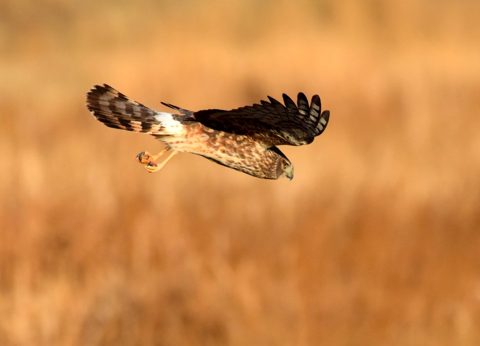 Northern harrier at Seedskadee National Wildlife Refuge