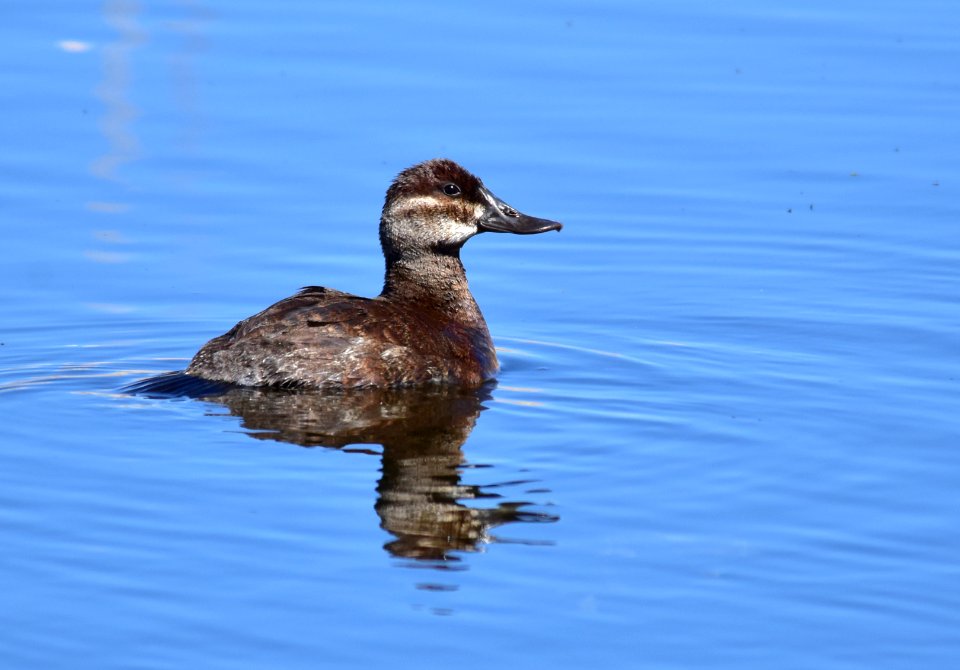 Ruddy duck at Seedskadee National Wildlife Refuge