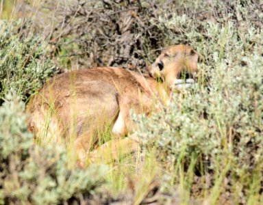 Pronghorn at Seedskadee National Wildlife Refuge
