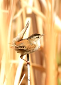 Marsh wren at Seedskadee National Wildlife Refuge