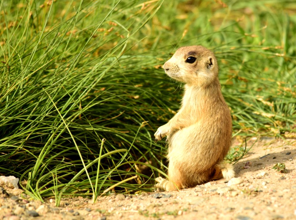White-tailed prairie dog at Arapaho National Wildlife Refuge