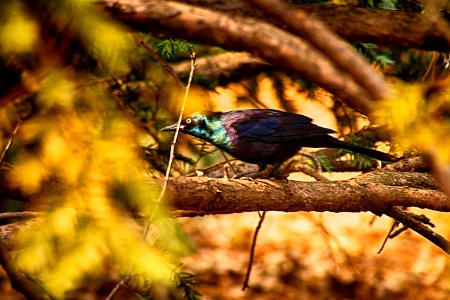 Bird @ Central Park
