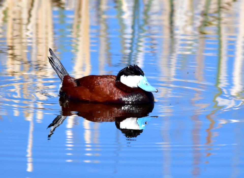 Ruddy duck at Seedskadee National Wildlife Refuge