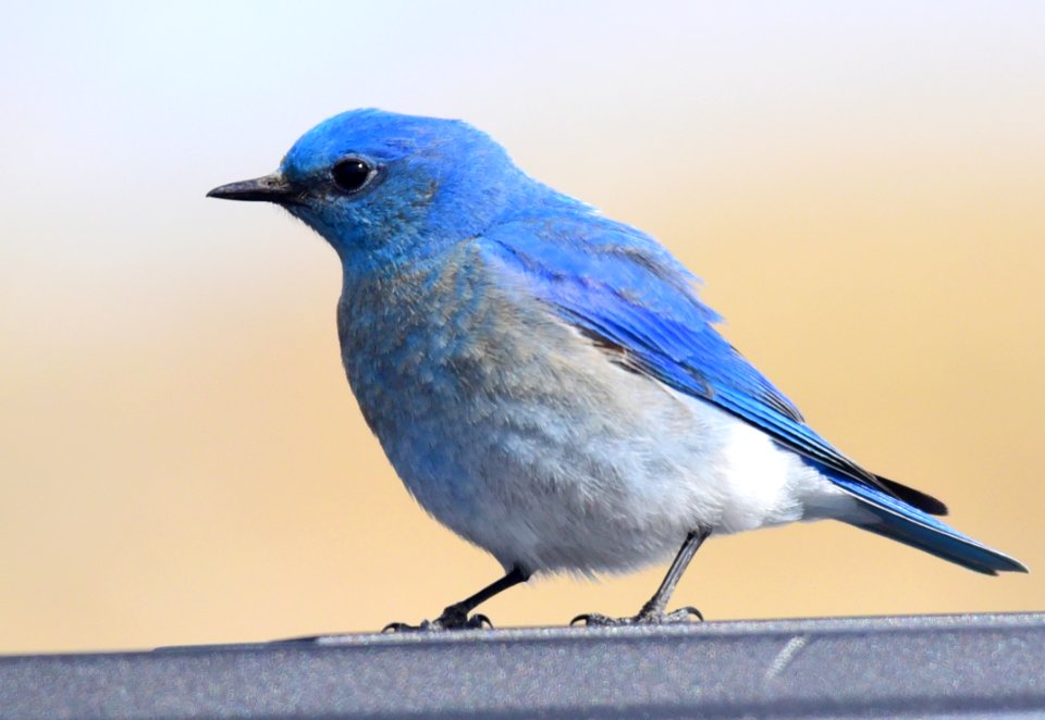 Mountain bluebird at Seedskadee National Wildlife Refuge