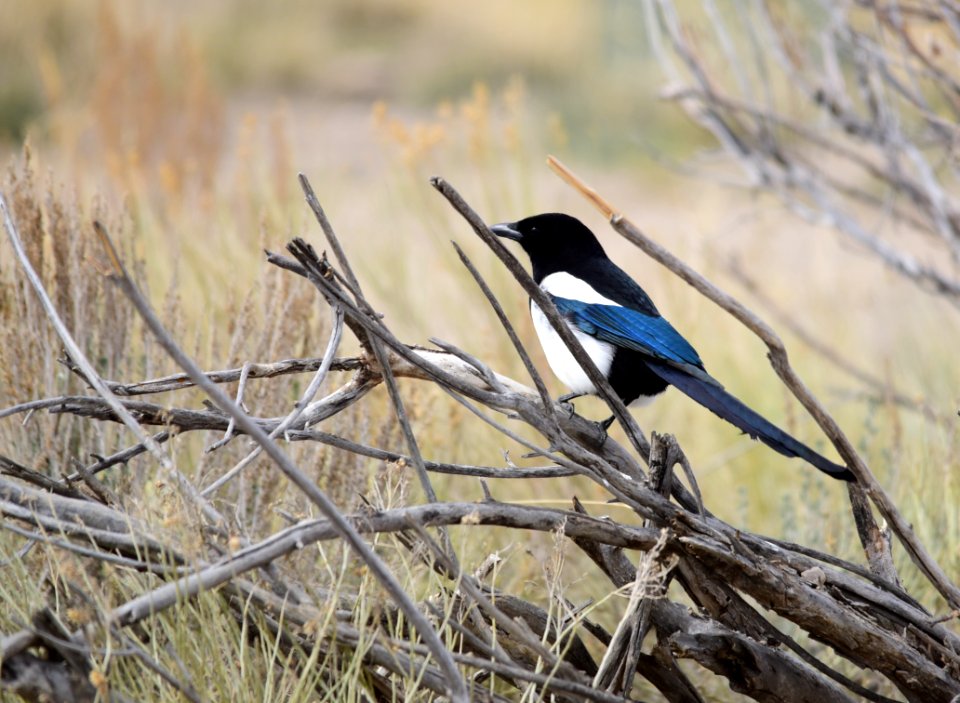 Black-billed magpie on Seedskadee National Wildlife Refuge