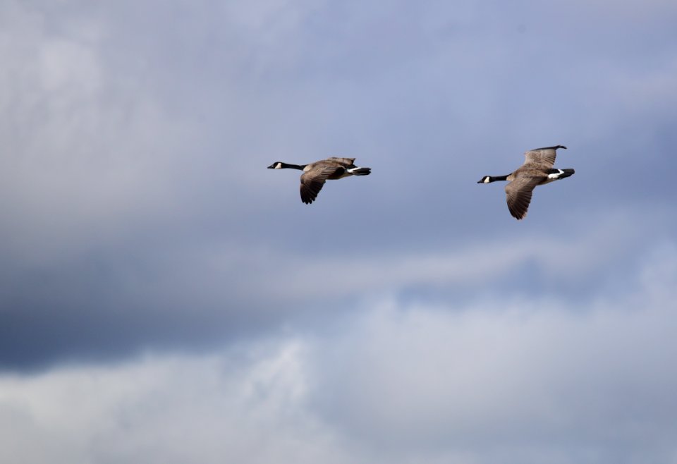 Canada geese at Seedskadee National Wildlife Refuge