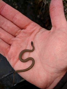 Dekay's Brown Snake