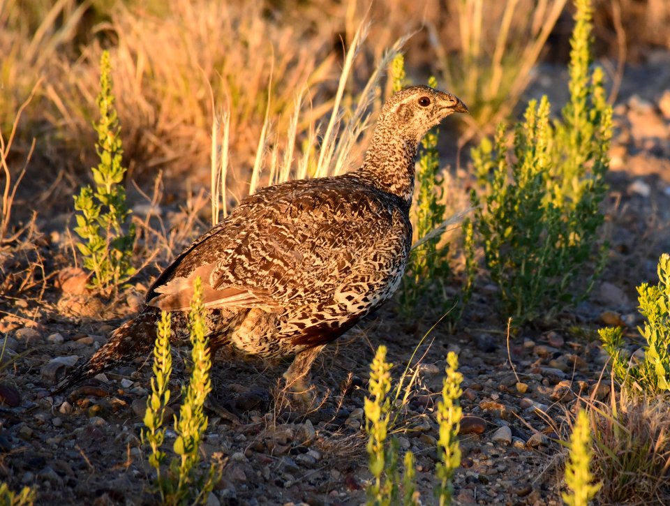Greater sage-grouse at Seedskadee National Wildlife Refuge