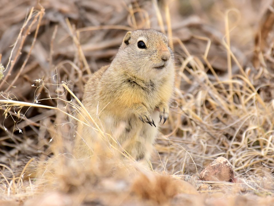 Wyoming ground squirrel at Seedskadee National Wildlife Refuge