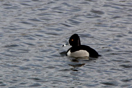 Ring-necked Duck