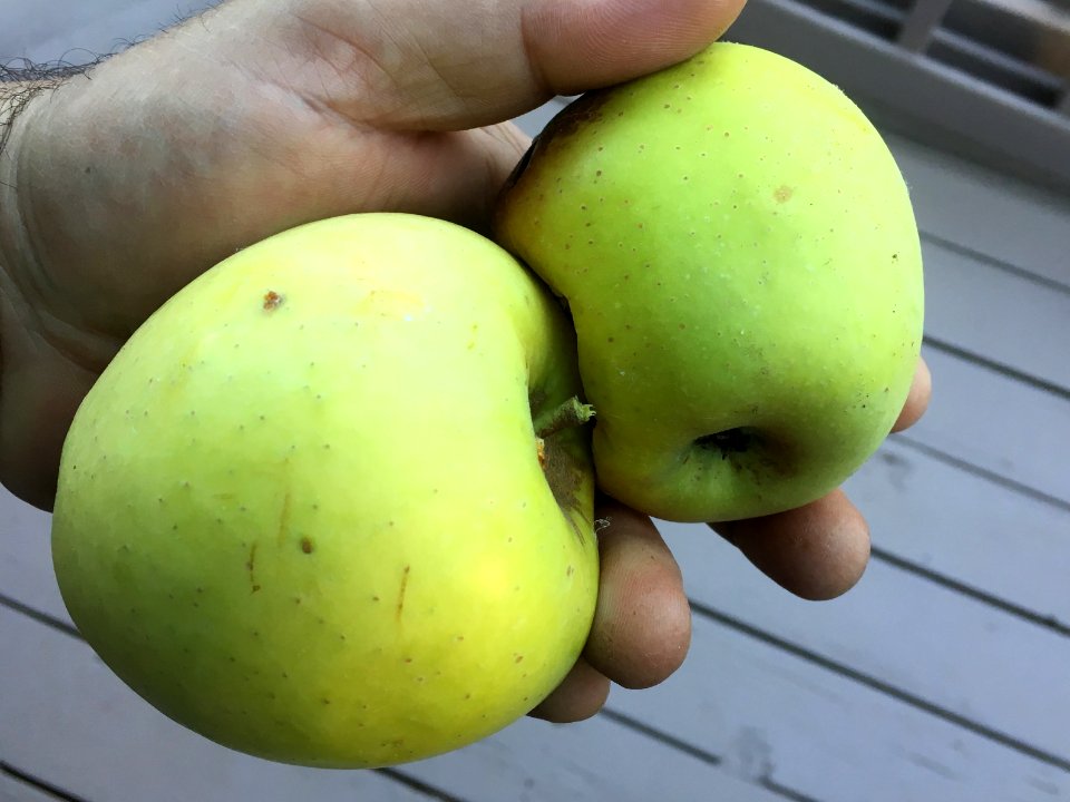 Definitely the last apples