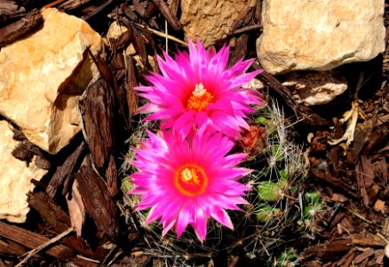 Little Big Cactus Flowers photo