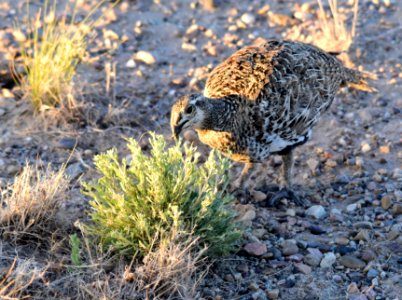 Greater sage-grouse at Seedskadee National Wildlife Refuge