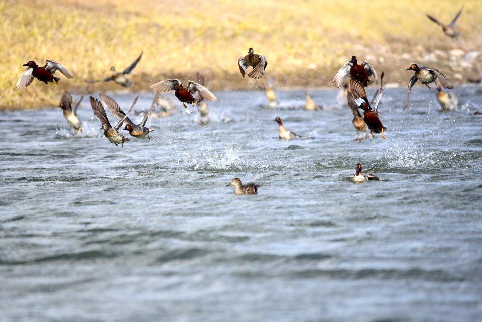 Green-winged teal on Seedskadee National Wildlife Refuge