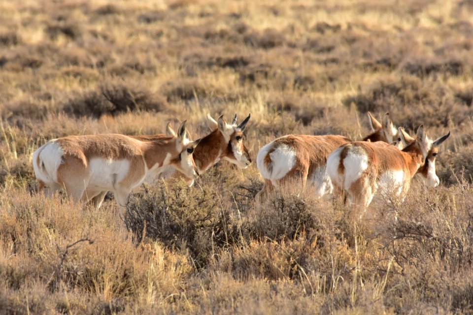 Pronghorn at Seedskadee National Wildlife Refuge