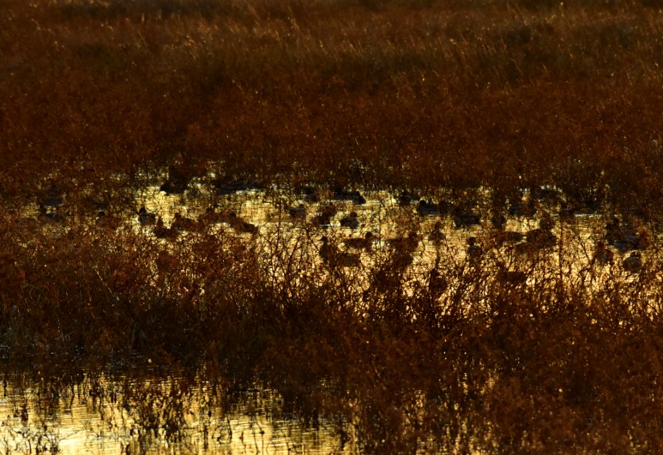 Waterfowl on LaCreek National Wildlife Refuge