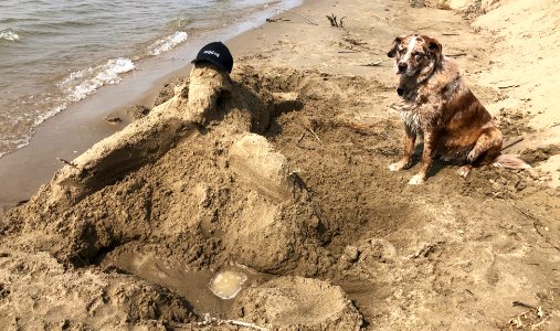 Felix Not Impressed With My Sand Dog photo
