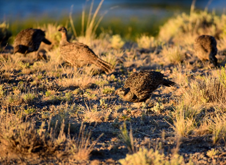 Greater sage-grouse at Seedskadee National Wildlife Refge