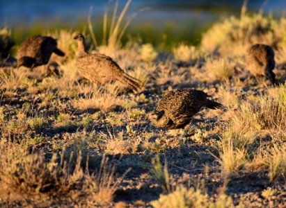 Greater sage-grouse at Seedskadee National Wildlife Refge