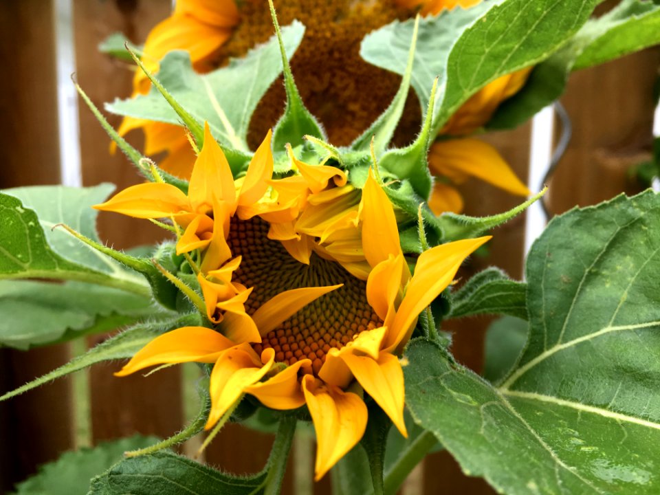 Mr Bashful Sunflower