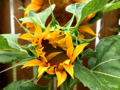Mr Bashful Sunflower