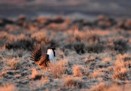 Greater sage-grouse southwest Wyoming photo