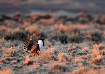 Greater sage-grouse southwest Wyoming